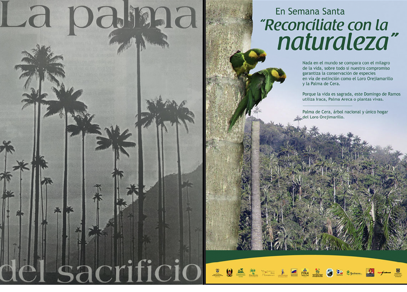 Left : Image of ‘La Palma del Sacrificio’, a symbolic representation of sacrifice and devotion and its rerlation with conservation, Right: A poster showing parrots on a palm trunk with wooded background