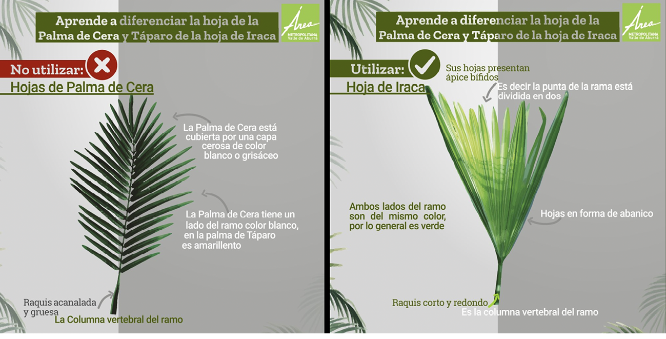 Educative poster showing the differences between two types of leaves