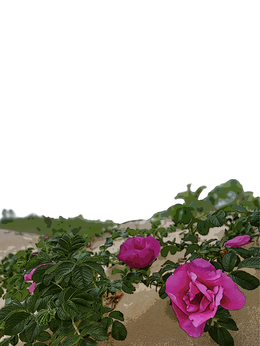 decorative image of Rugosa roses