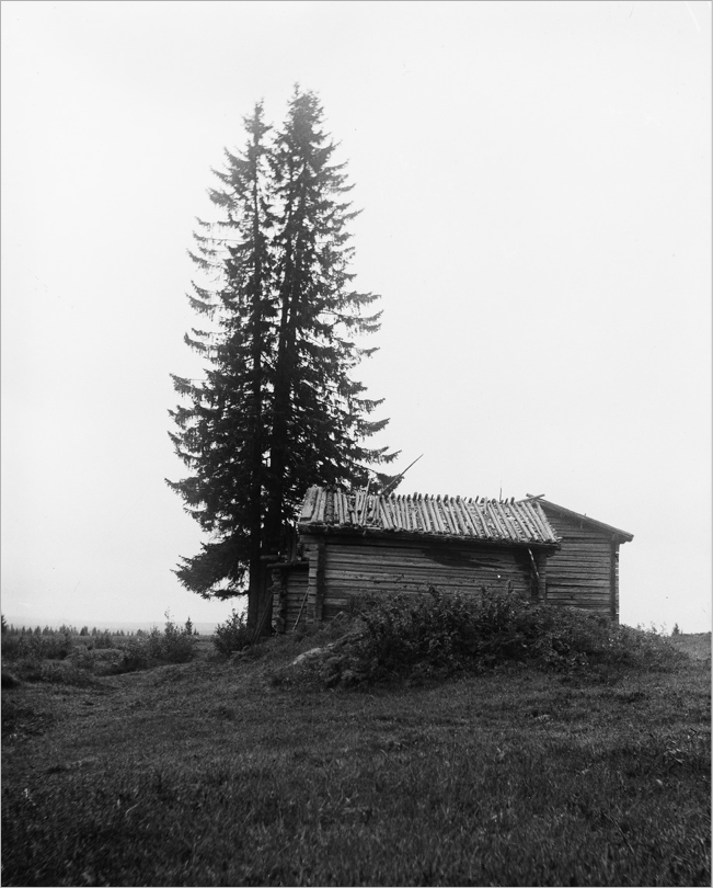 Old photograph of a tall pine tree and a hut