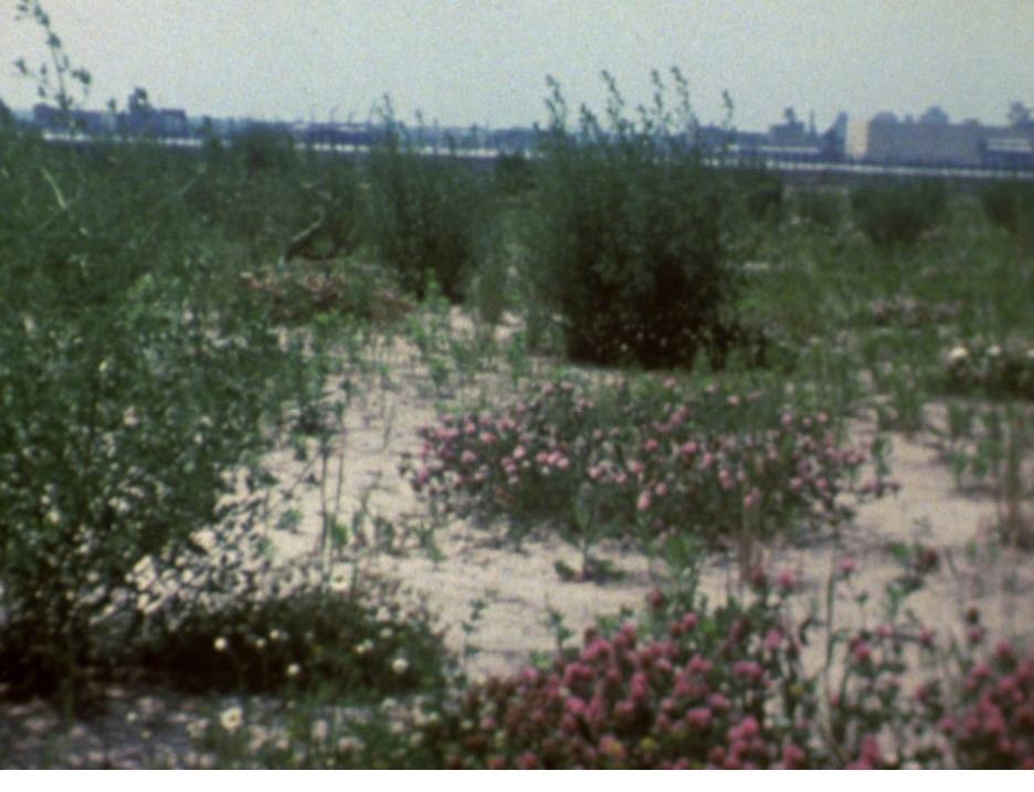 8mm film still depicting a Battery Park City beachfront densely populated by ruderal vegetation obscuring a view of Jersey City in the distance