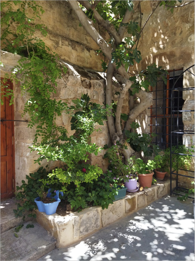 Photograph of a stone courtyard with fig tree