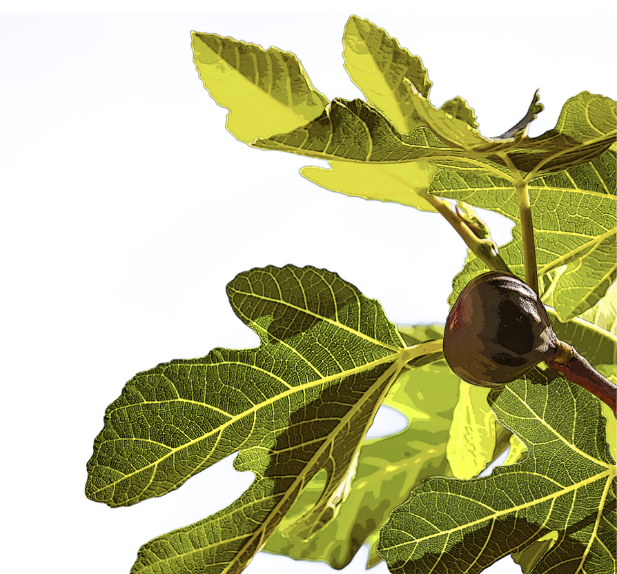 decorative image with a plant