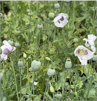 Photograph of blooming poppies