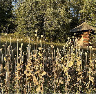 photograph of dried poppies in a field