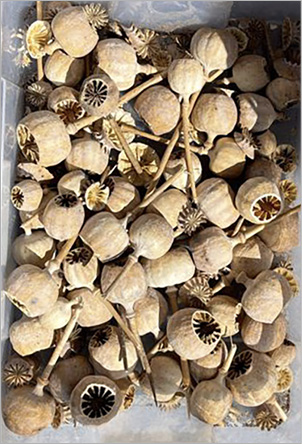 photograph of dried poppy seed heads