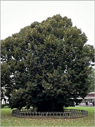 thread photographs of Slovakia’s oldest linden tree