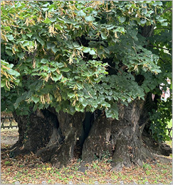 thread photographs of Slovakia’s oldest linden tree