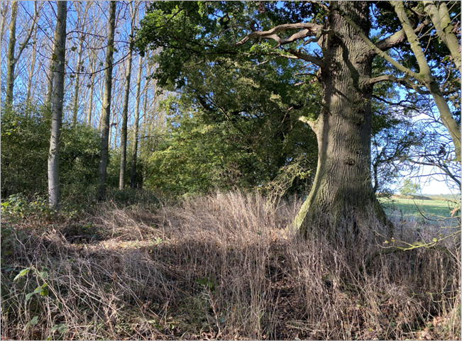 Photograph of an oak tree