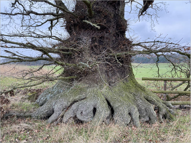 Photograph of an oak tree