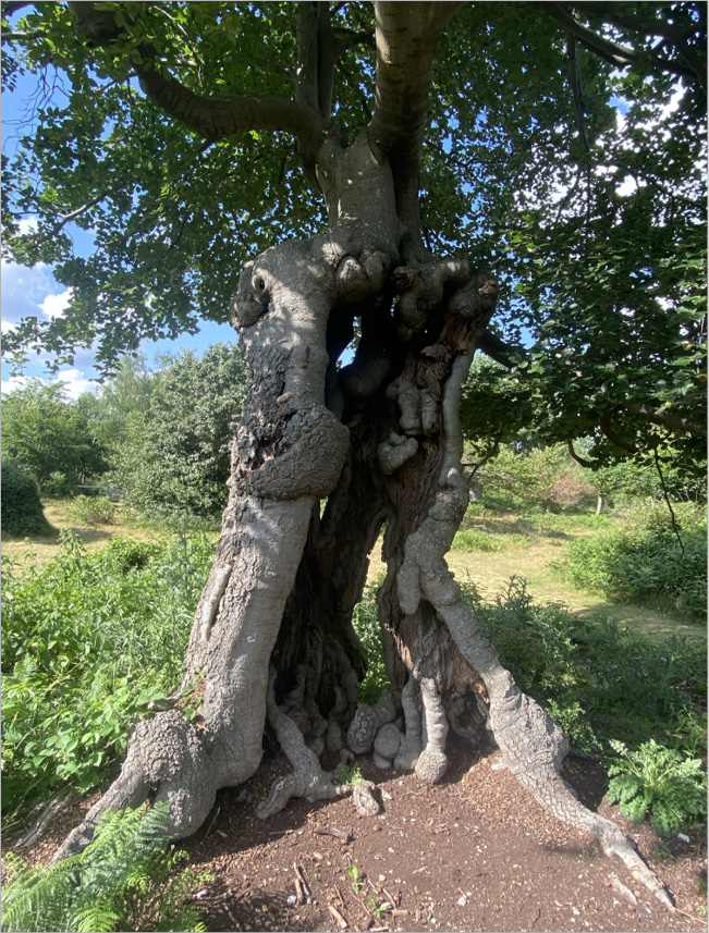 photograph of a pollarded beech tree