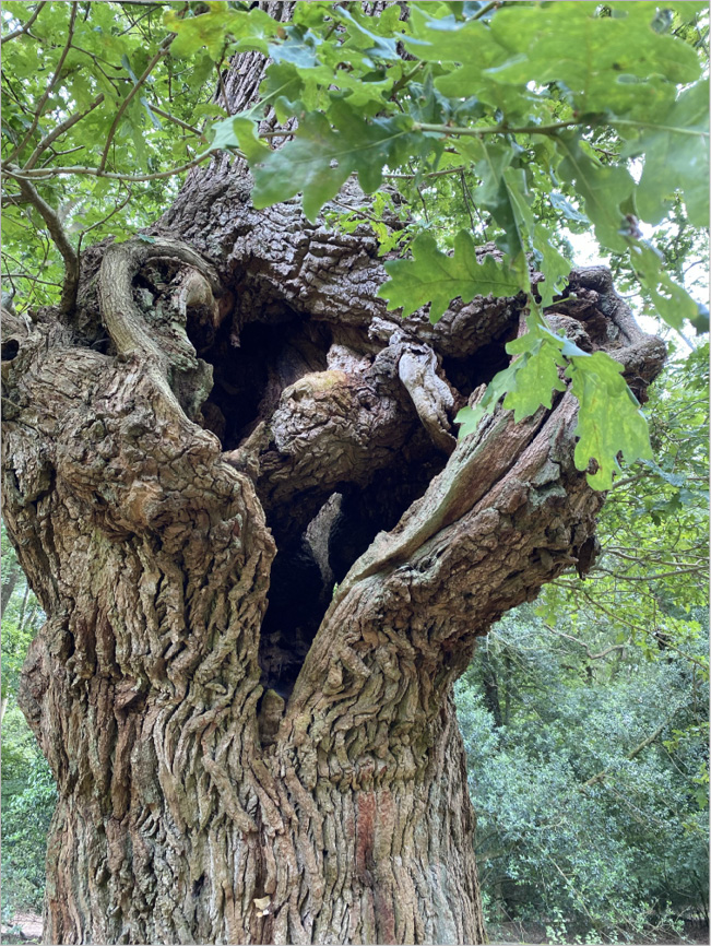 Photograph of an oak tree