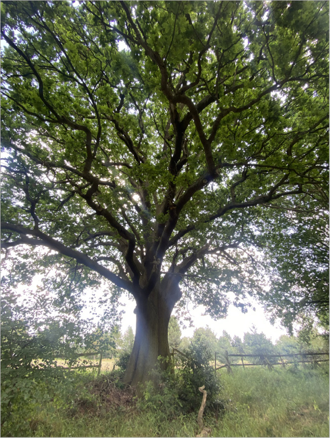 Photograph of an oak tree