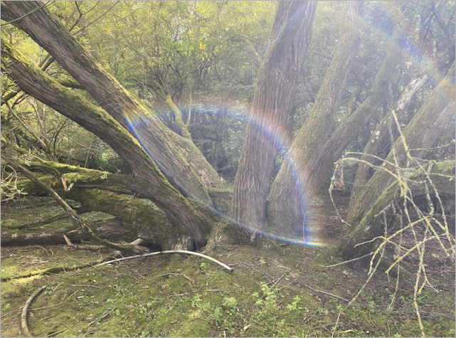 photograph of a willow tree