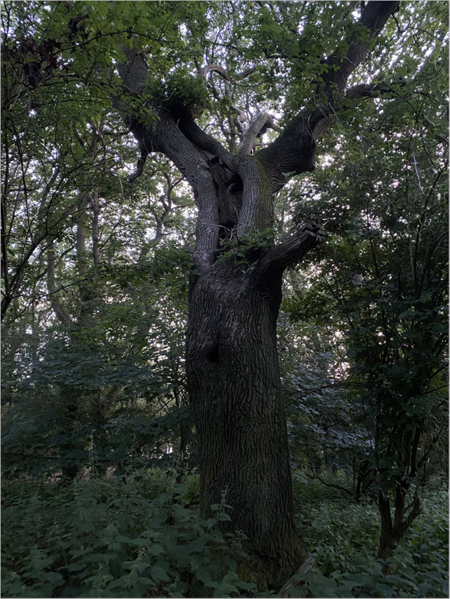 Photograph of an oak tree