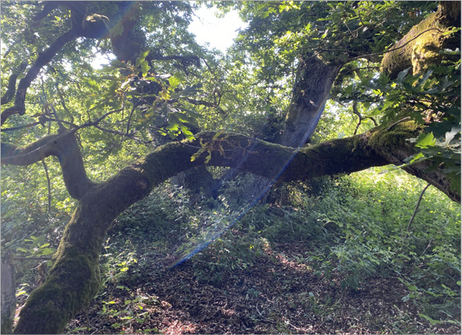 Photograph of an oak tree