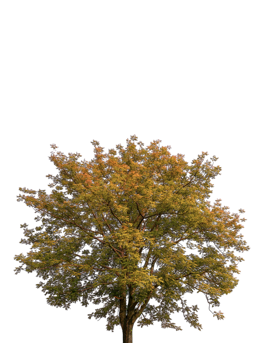 decorative image with a tree