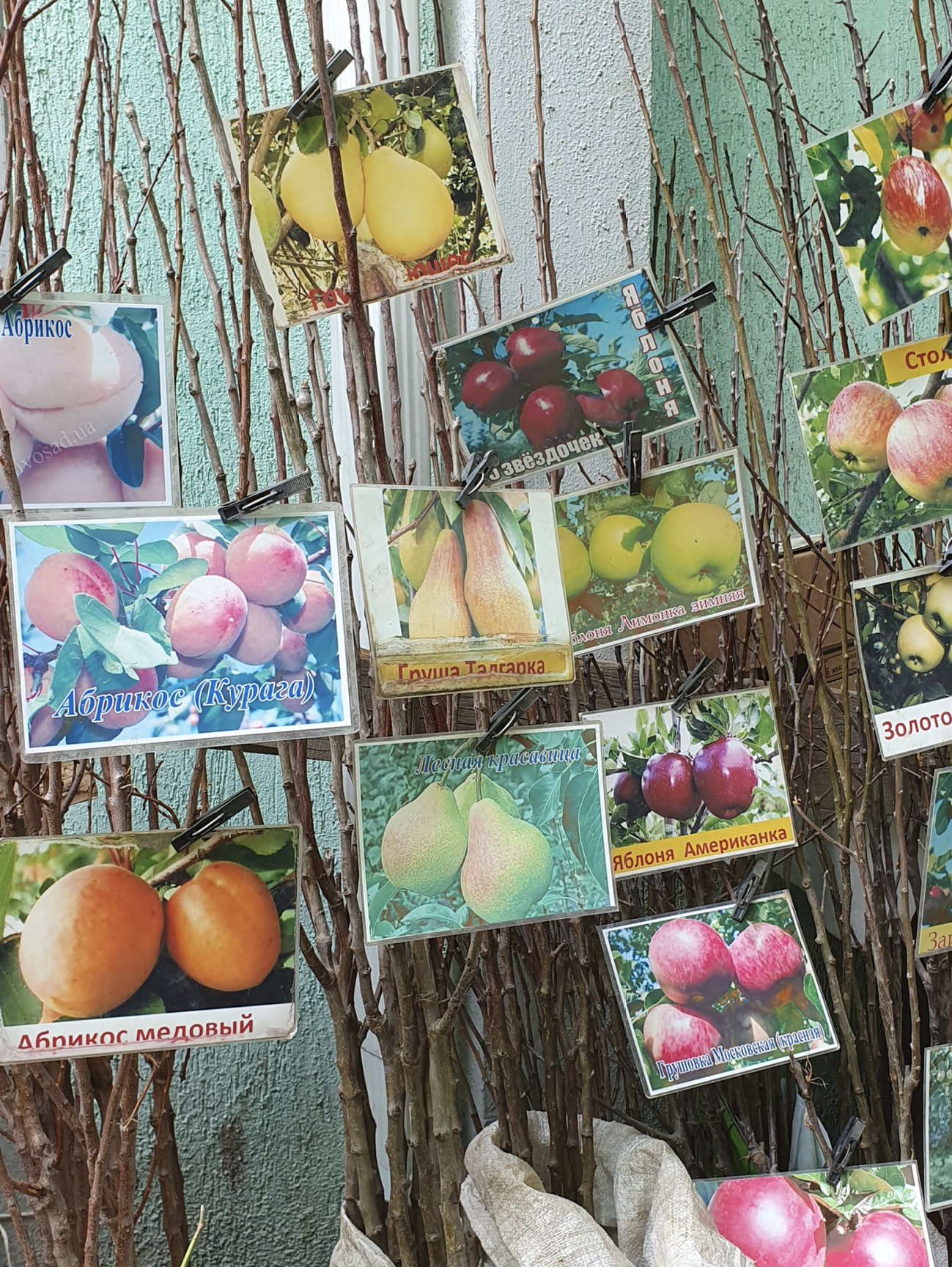 Fruit trees with colourful labels in Russian script