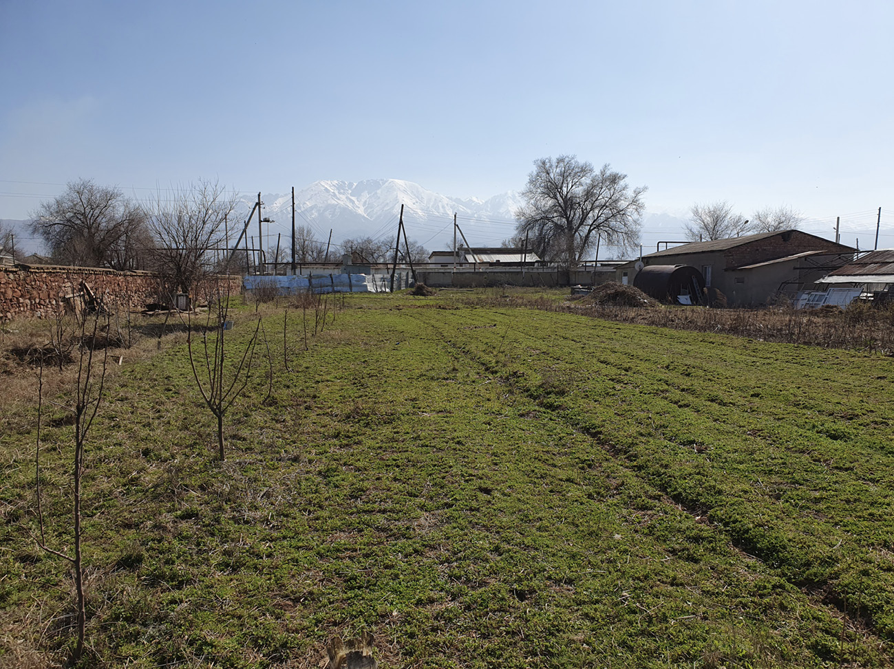 Orchard with snowy mountains in the background