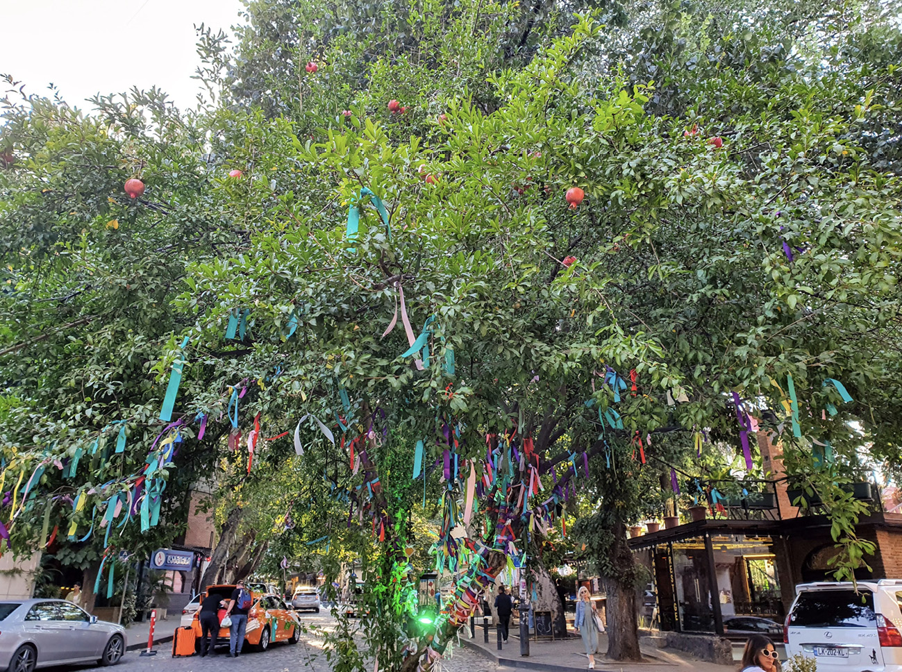 Pomegranate tree decorated with ribbons in a city street