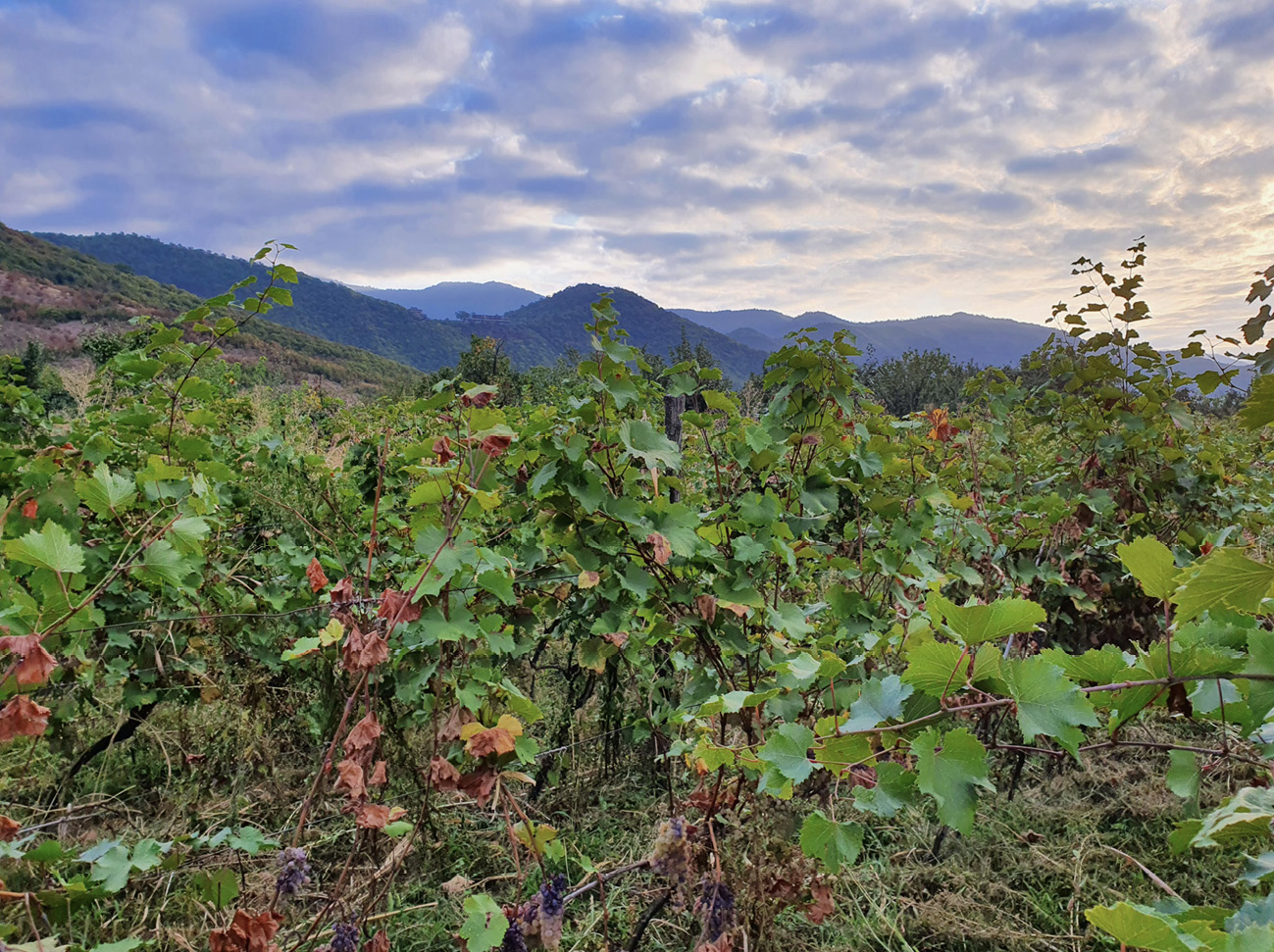 Vines growing with mountains behind