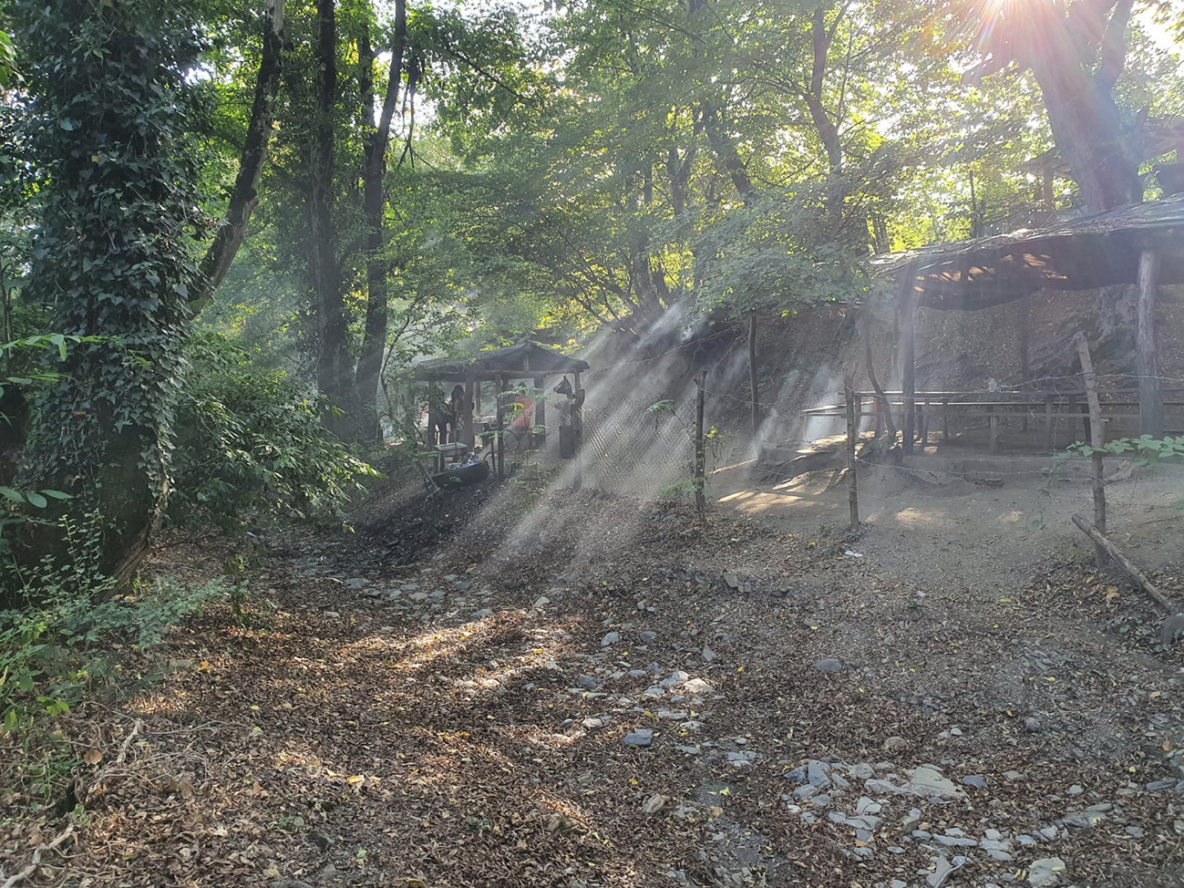 woodland and shelters in evening light