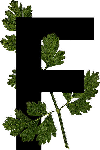 capital letter F with leaf decoration