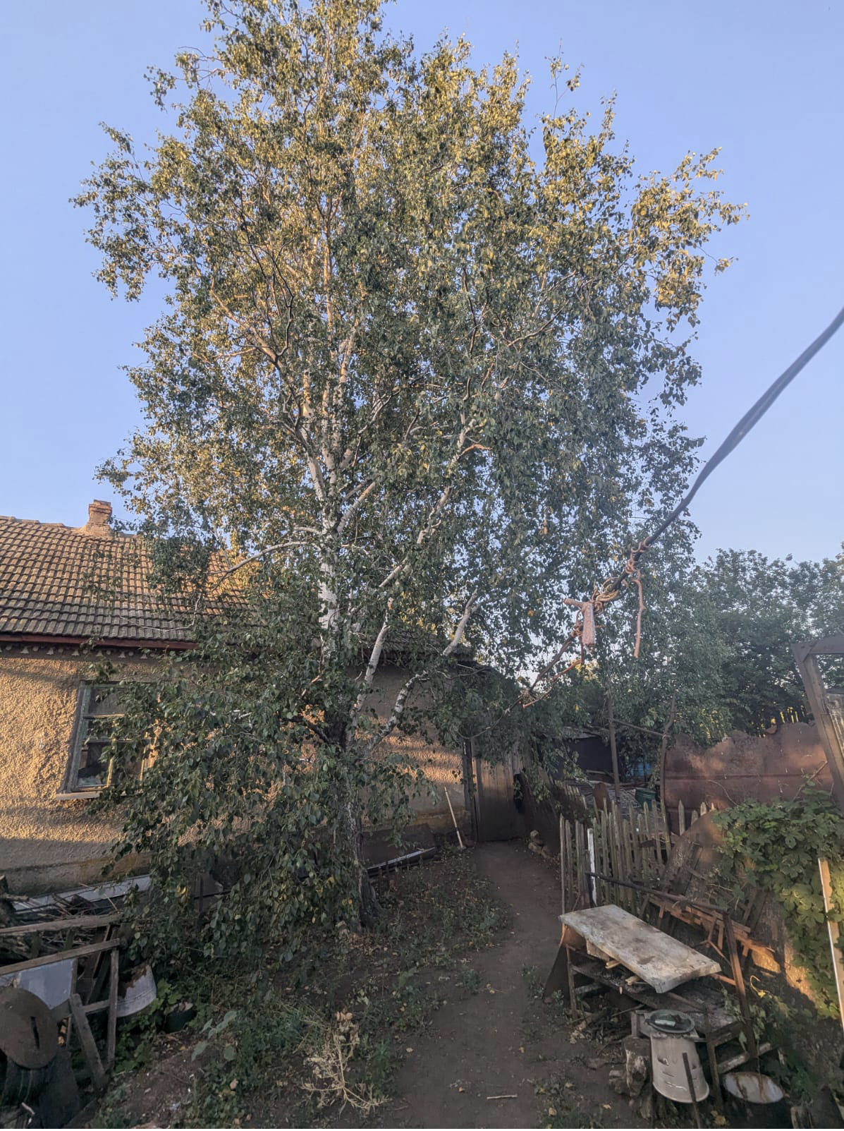 a mature birch tree with a house in background