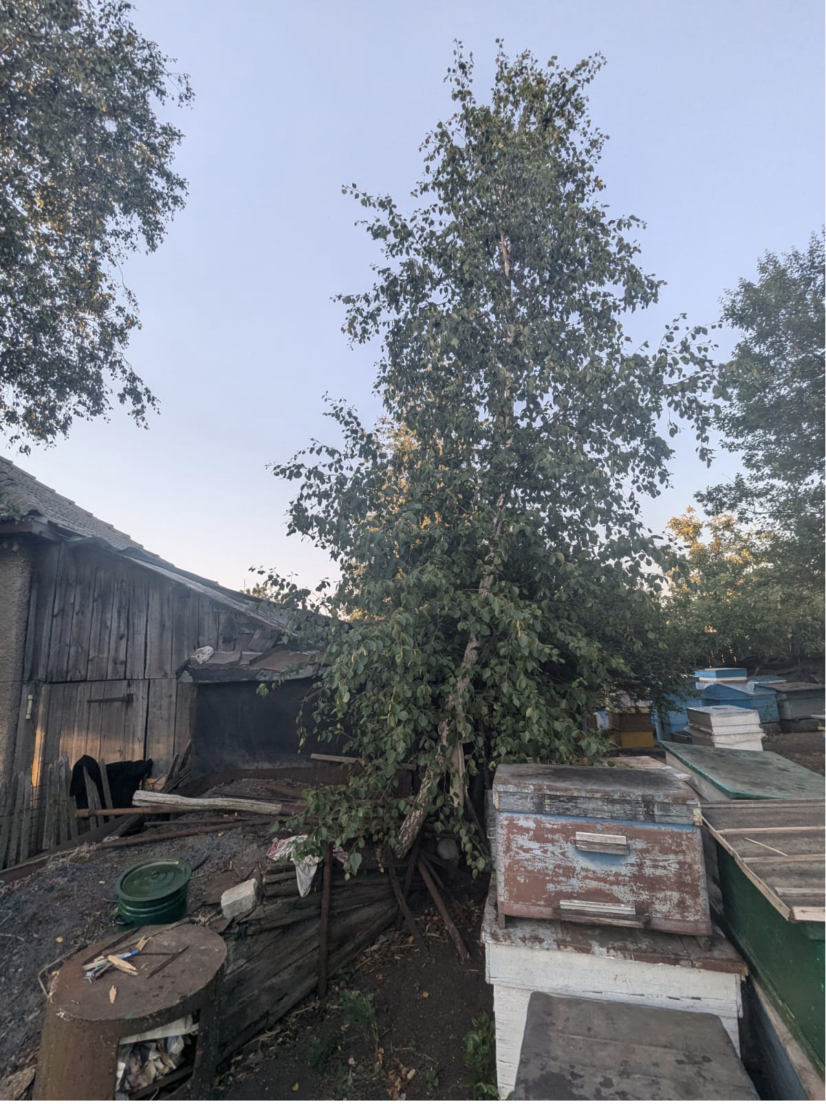 a young birch tree growing from a heap of coal in a yard