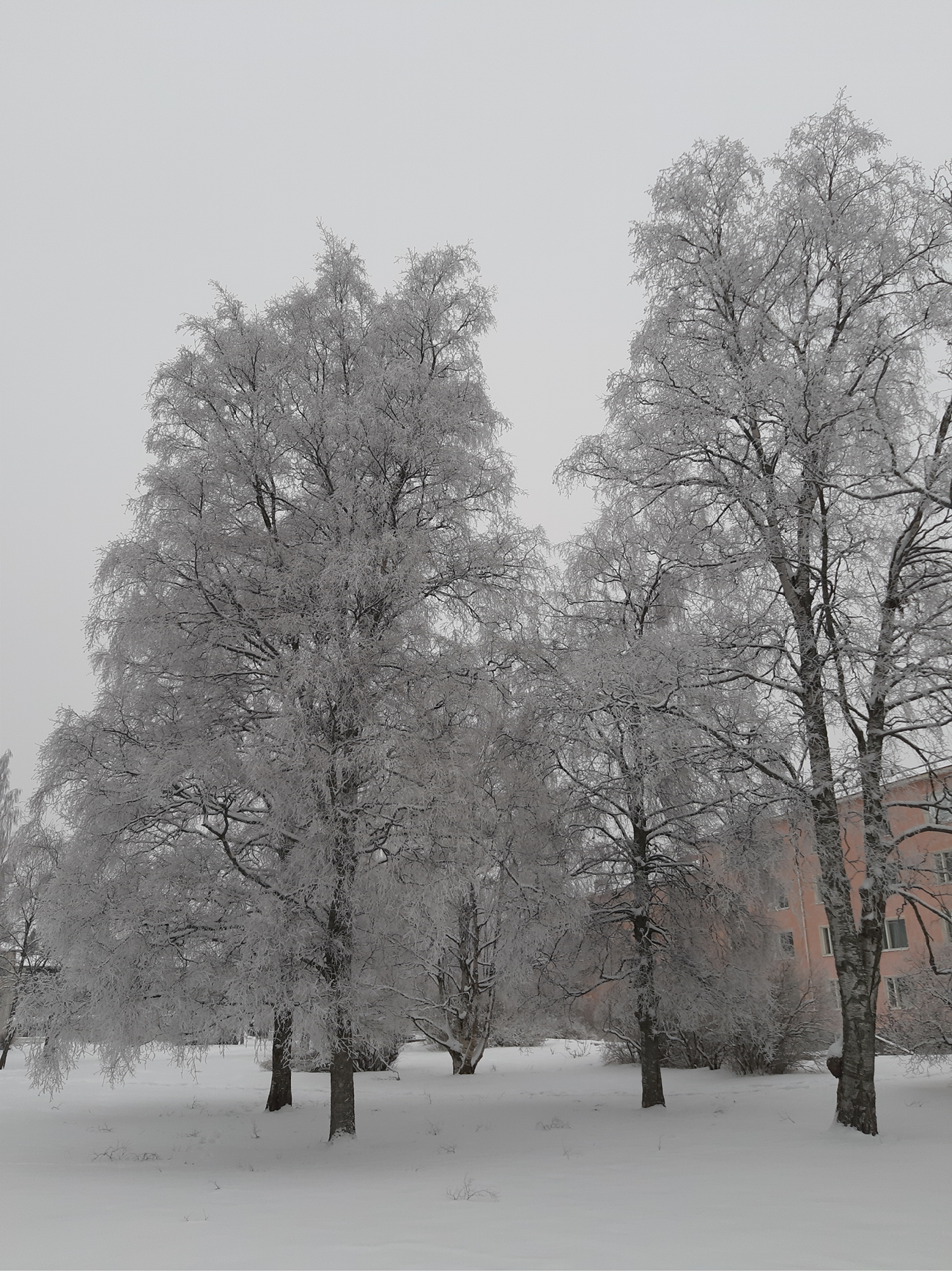 snow covered birch trees