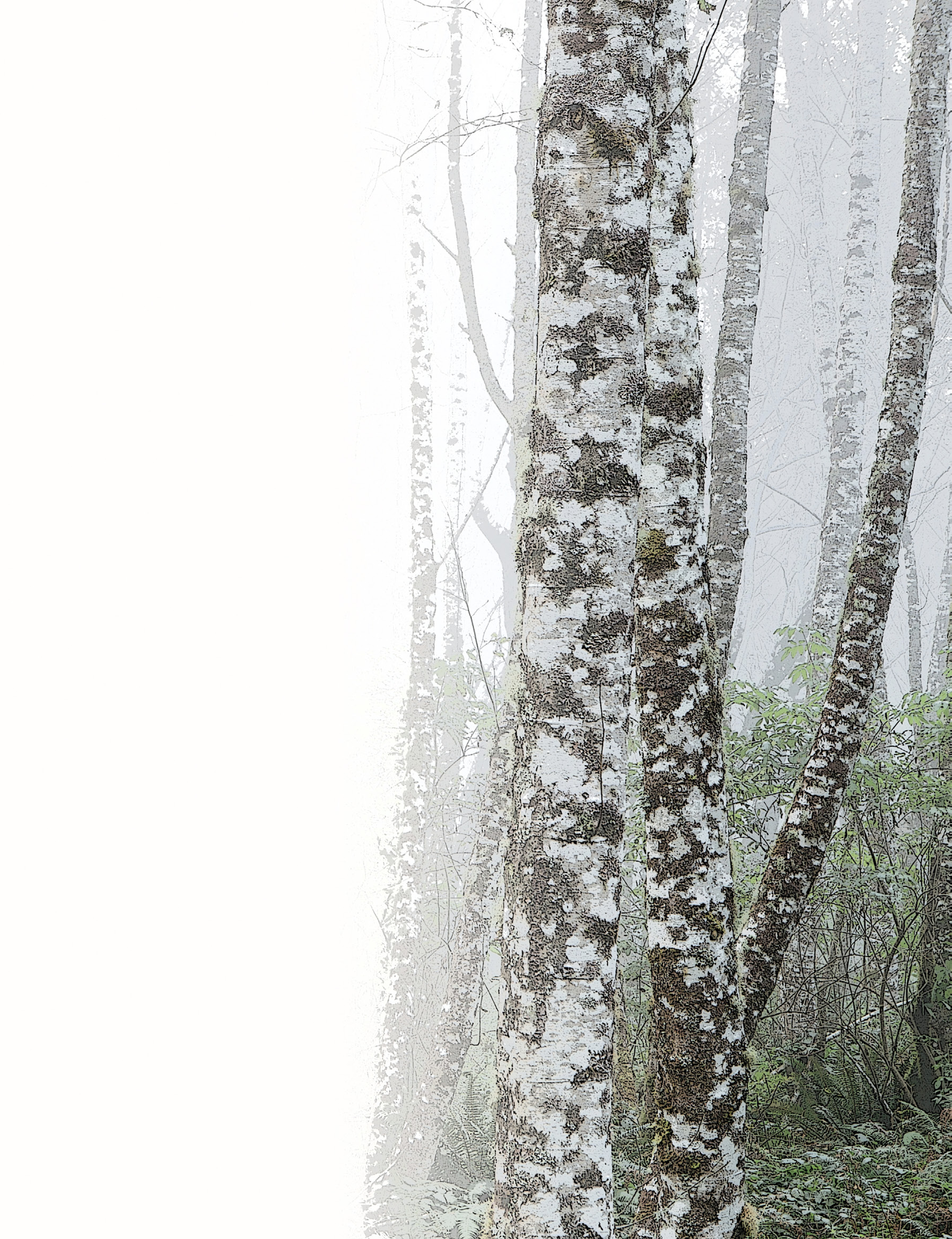 decorative image with birch trees