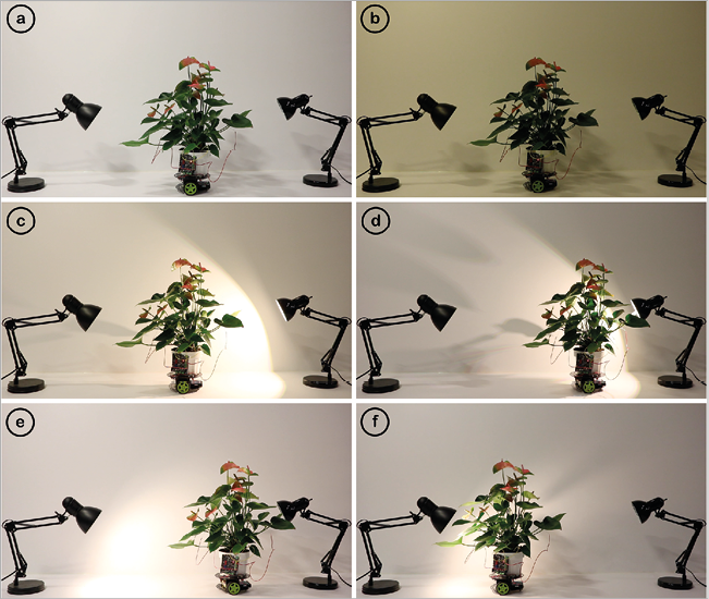 6 photographs of robot-plant hybrid Elowan