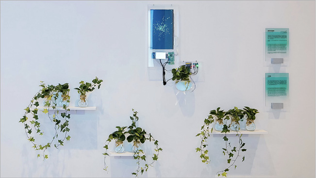 photograph of plants, electrical wires and a screen