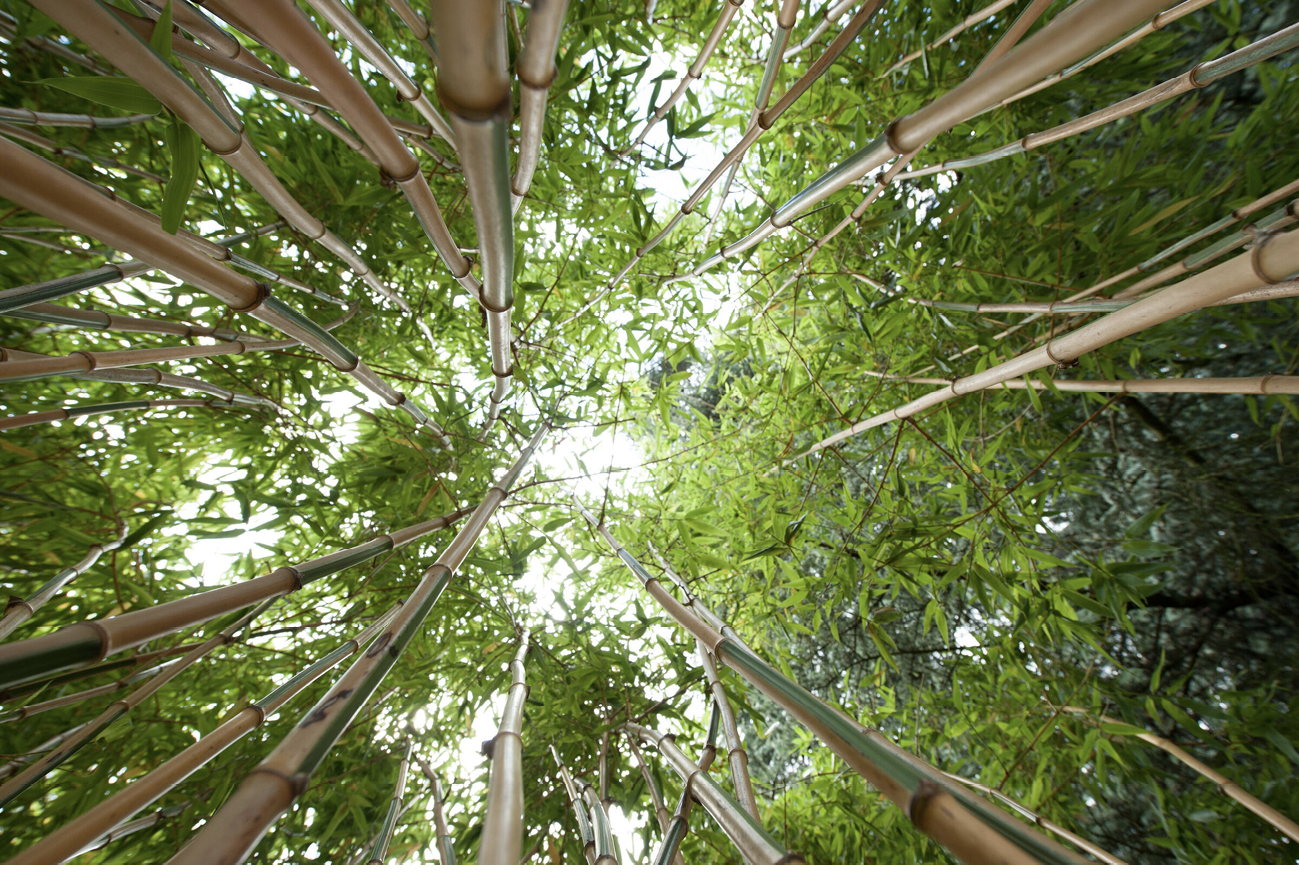 giant bamboo viewed from below
