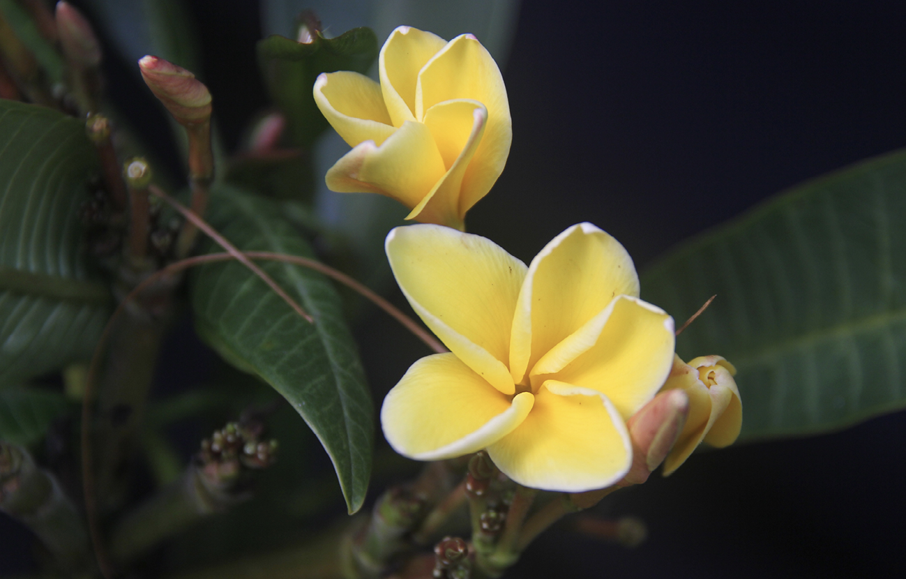 yellow frangipani flowers against a dark background