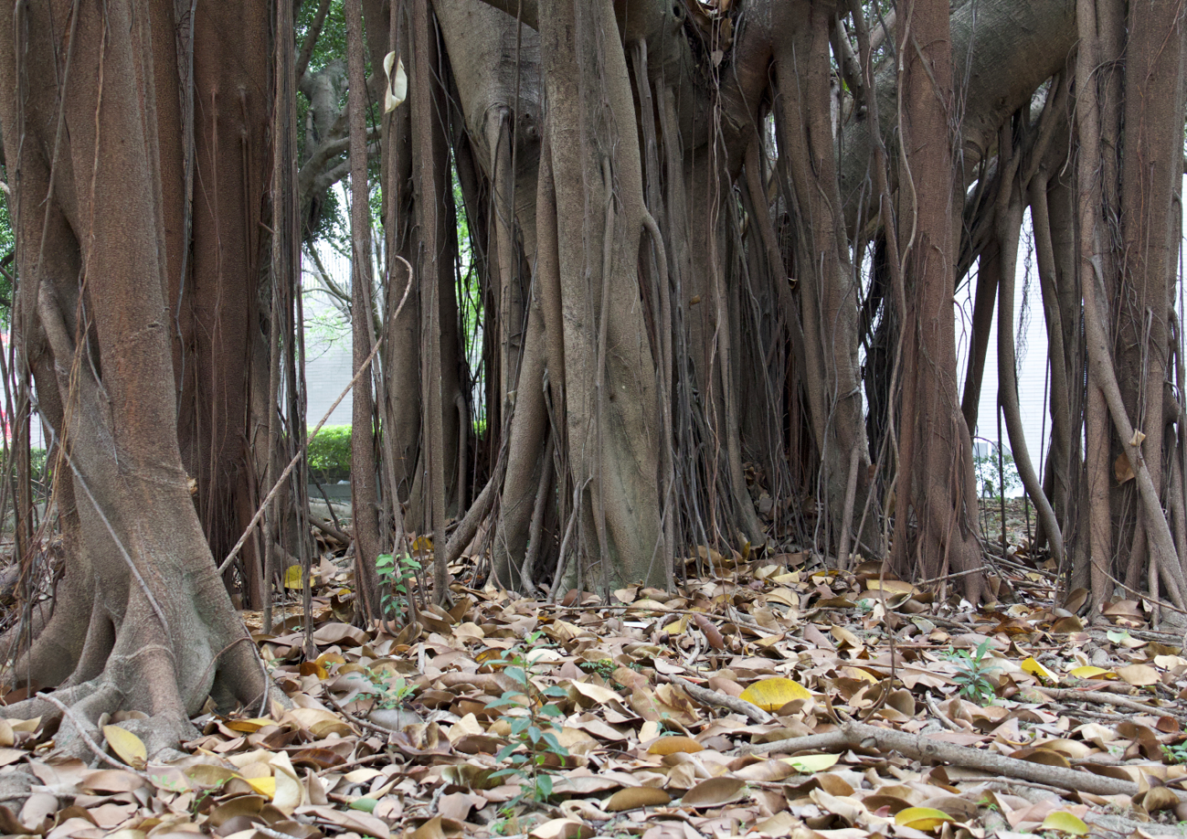 rubber tree with multiple trunks