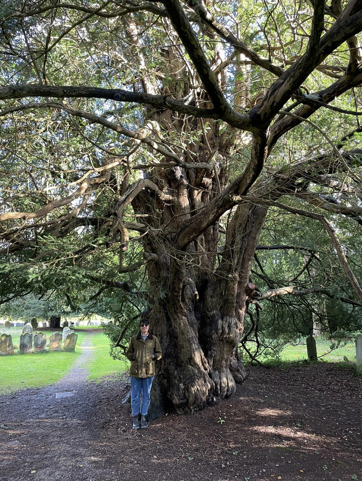 a woman standing under a large yew tree in a graveyard