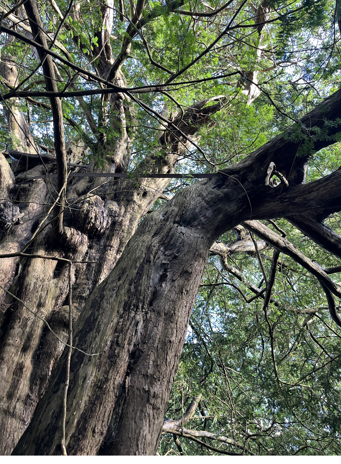 a large yew tree with metal support bars