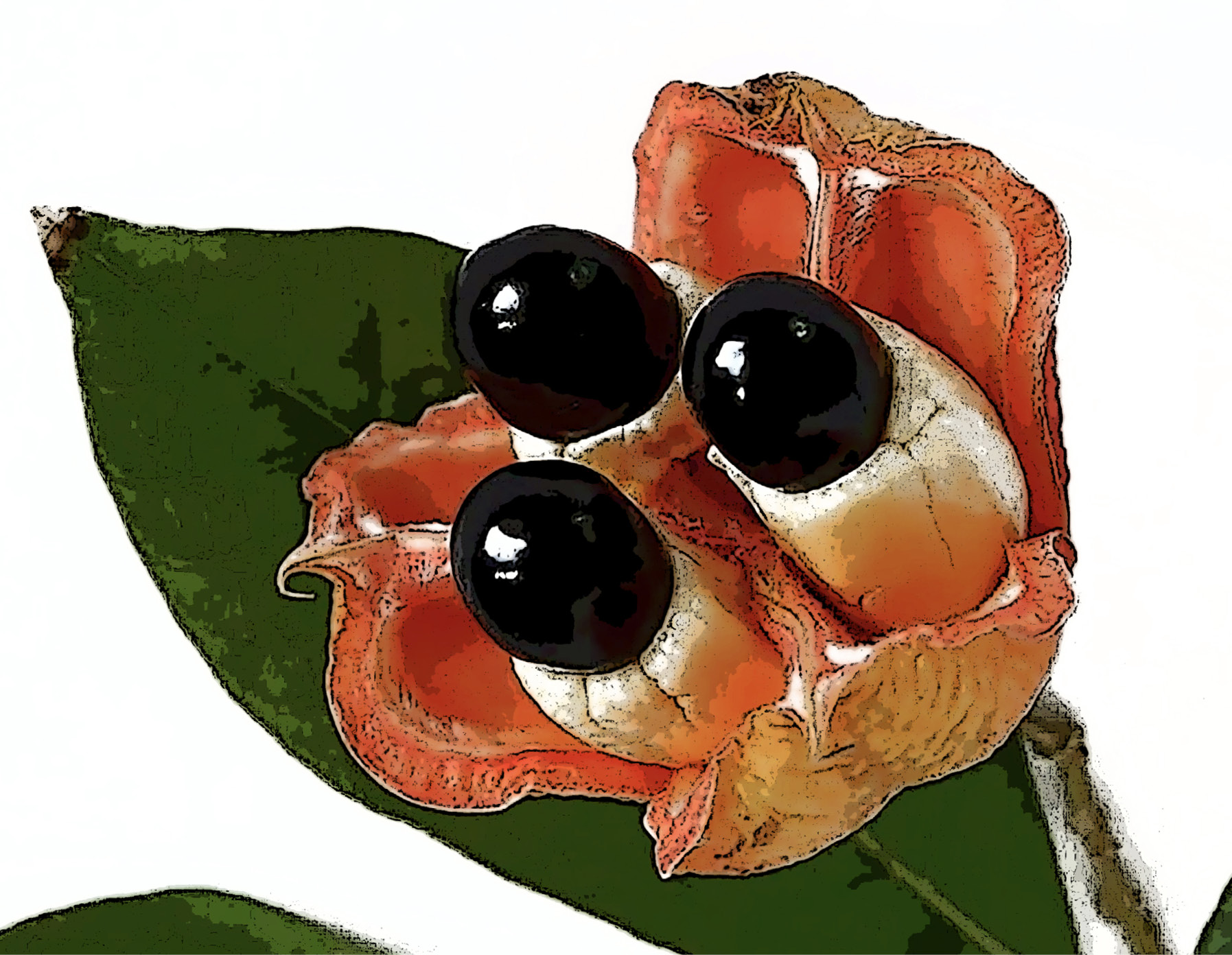 decorative image with a Fruit of the Akee