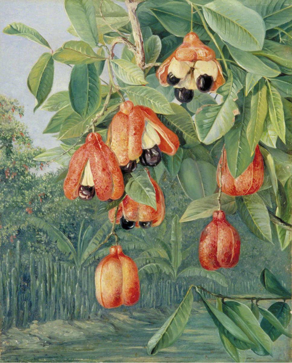painting of ackee fruit tree in a plantation setting