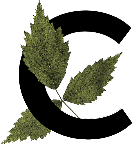 capital letter C with leaf decoration