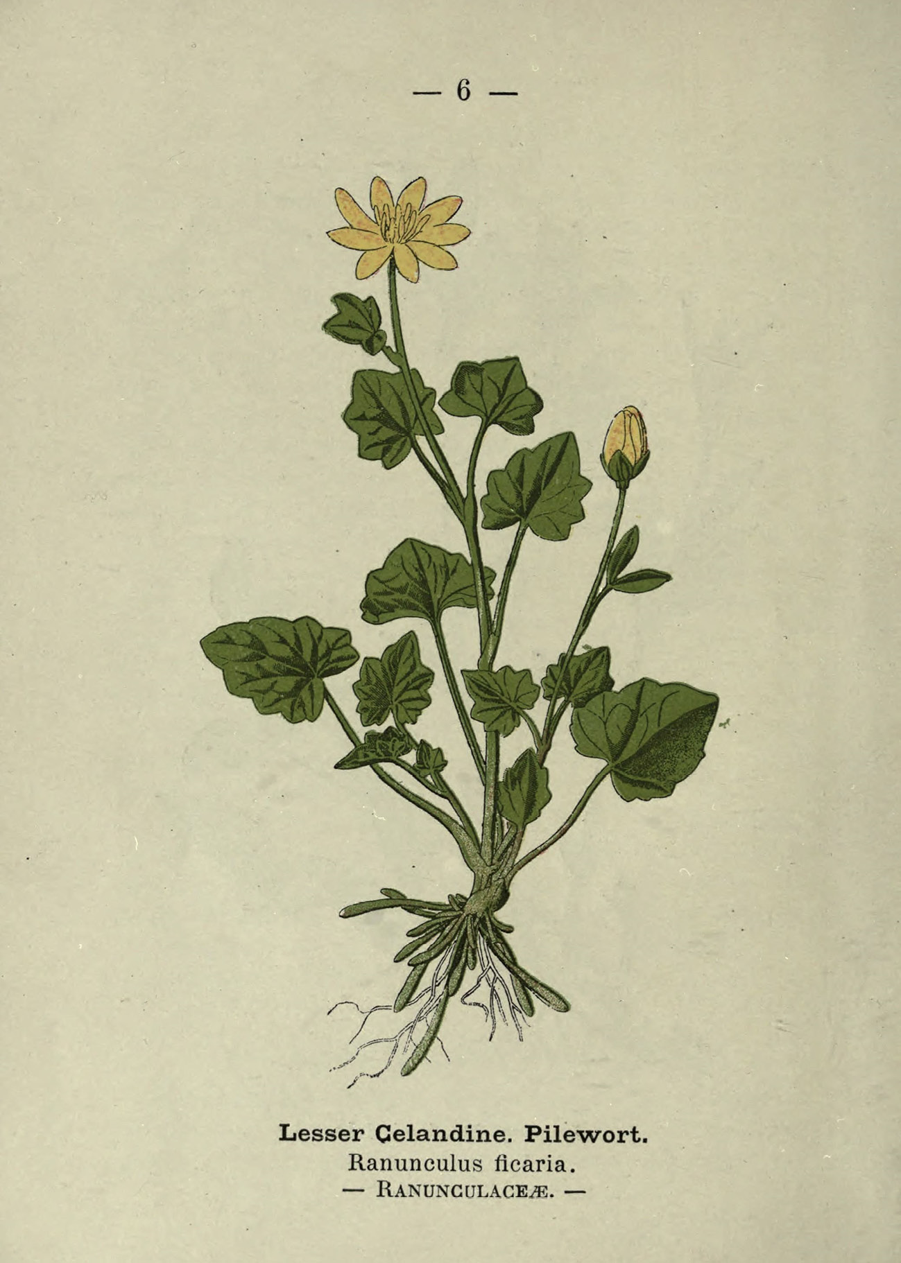 A colour illustration of a lesser celandine from an identification guide