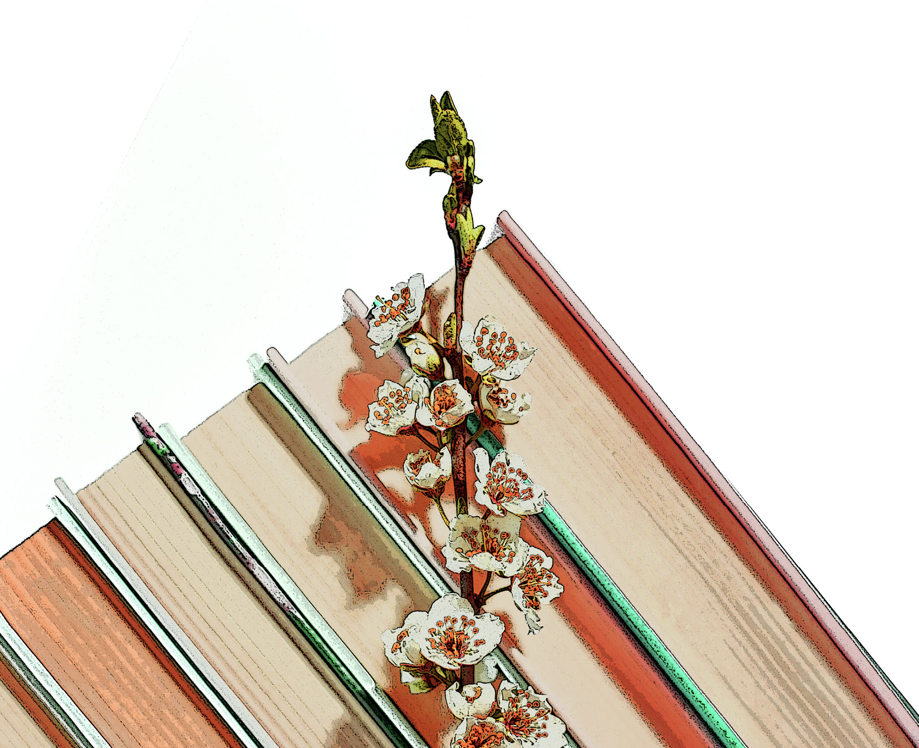 decorative image of books and flowers