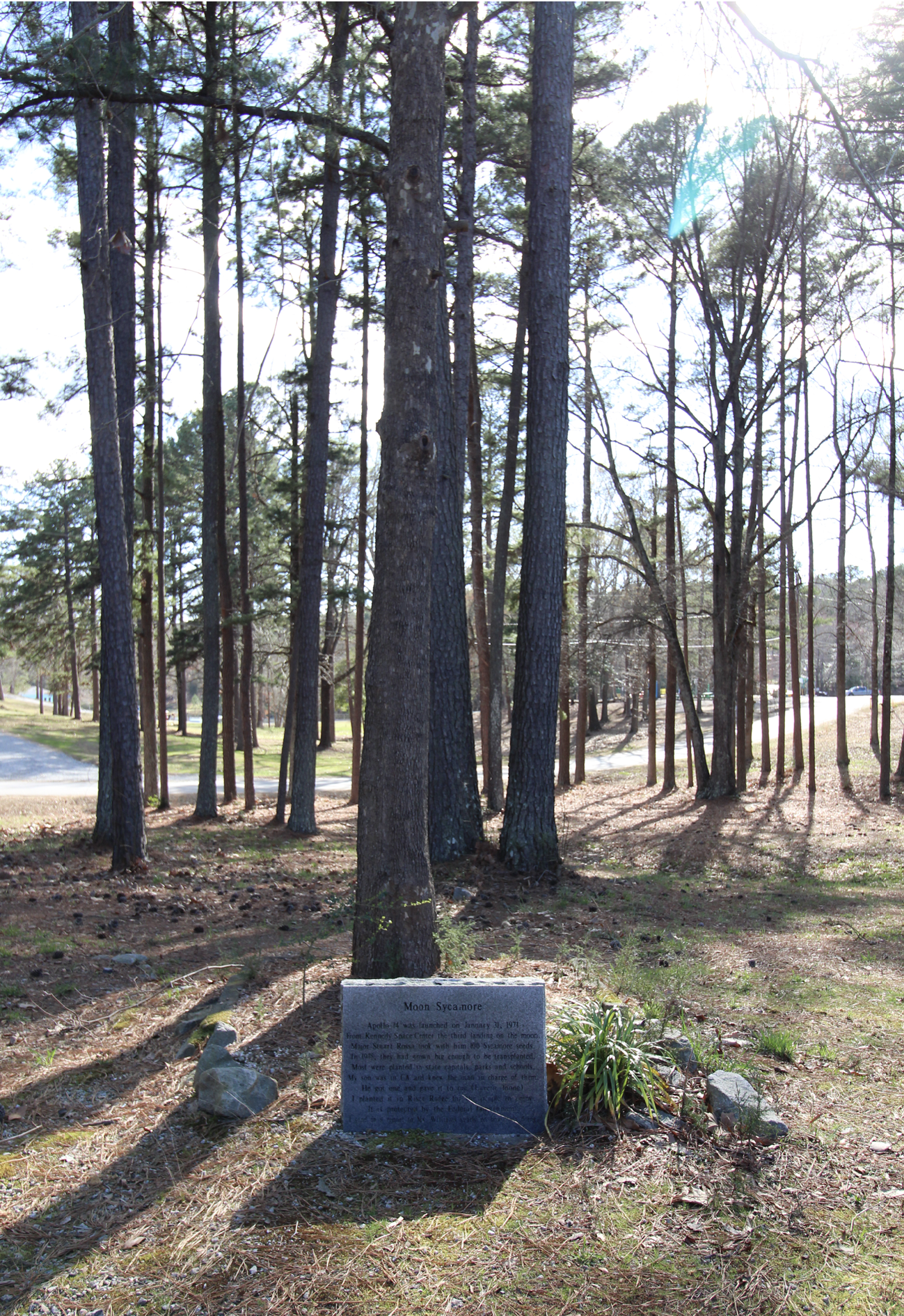 Photograph of a tree and a rectangular granite marker in a grove of mixed deciduous and coniferous trees
