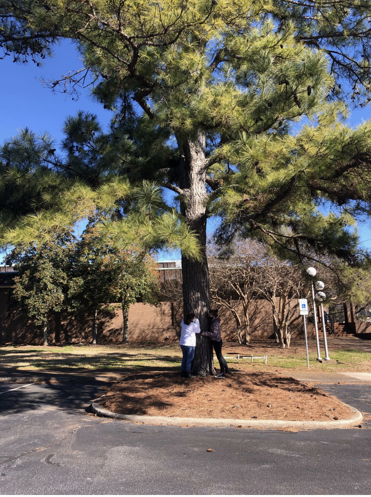 Photograph of two people standing at the base of a pine tree in a paved parking lot.