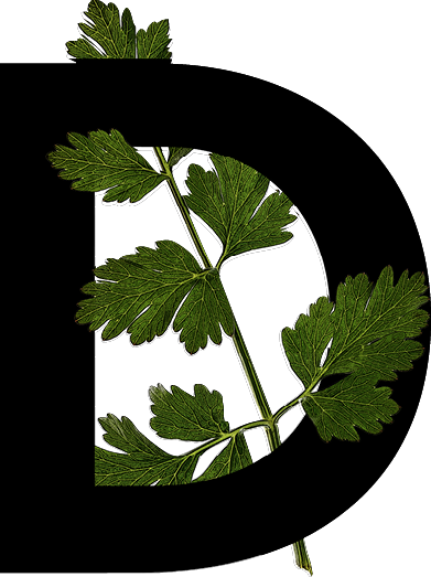 capital letter D with leaf decoration