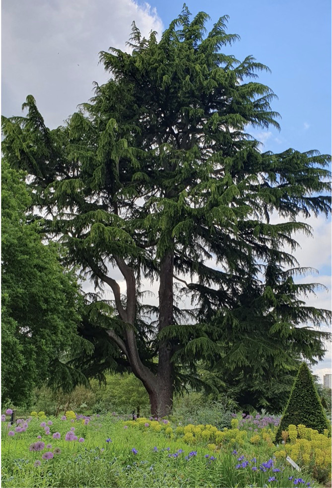The image shows a tall old specimen of the coniferous tree Cedrus deodara planted behind colourful flower beds in Kew Gardens