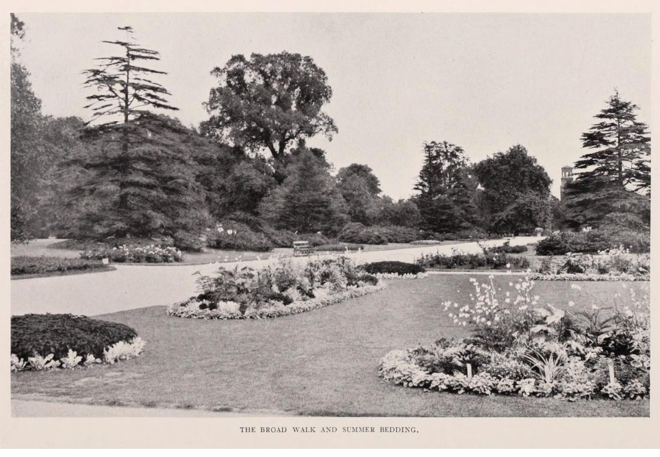 An old black and white photograph shows the wide main pathway of the Broad Walk at Kew looking towards the Palm House Pond, with flowerbeds and a tall but young deodar cedar on each side.