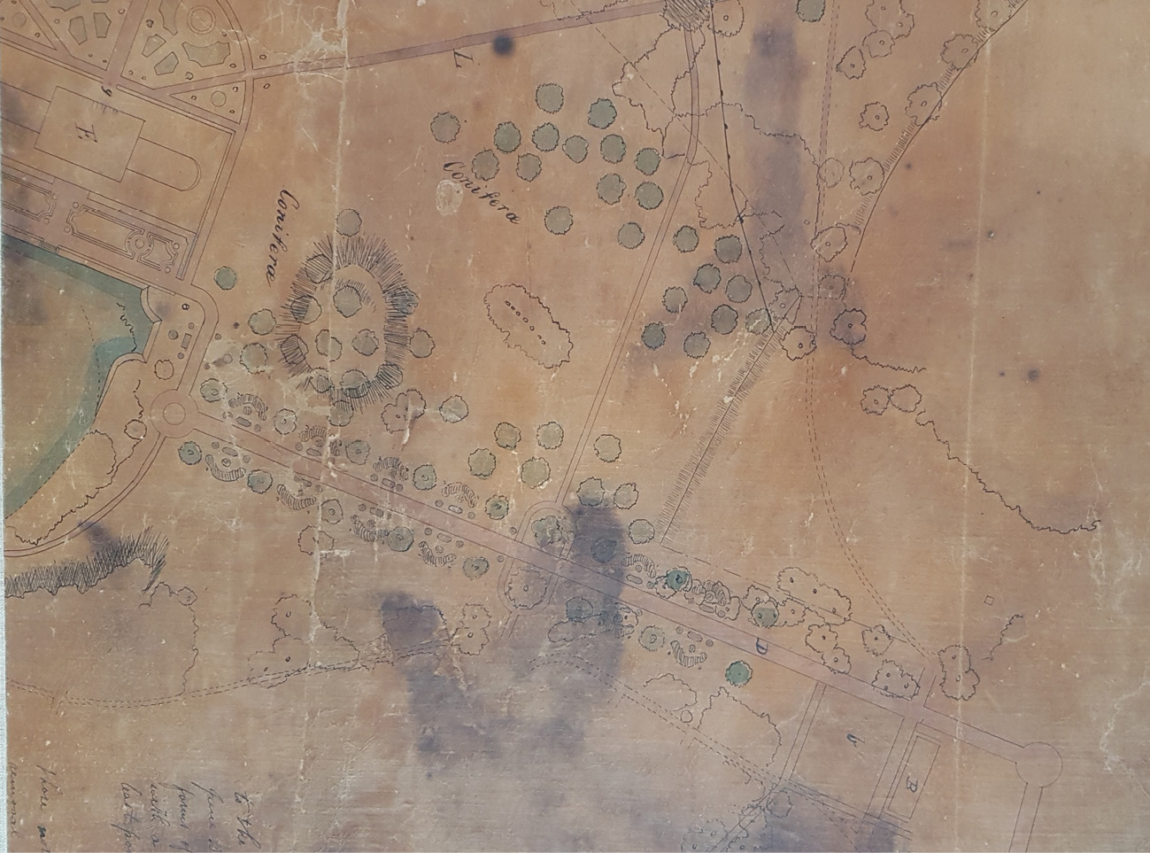 The image shows a section of a map of Kew Gardens dating to 1845. This shows the deodar trees marked by green circles with flower beds in between. The avenue leads to the Palm House Pond shown in blue.