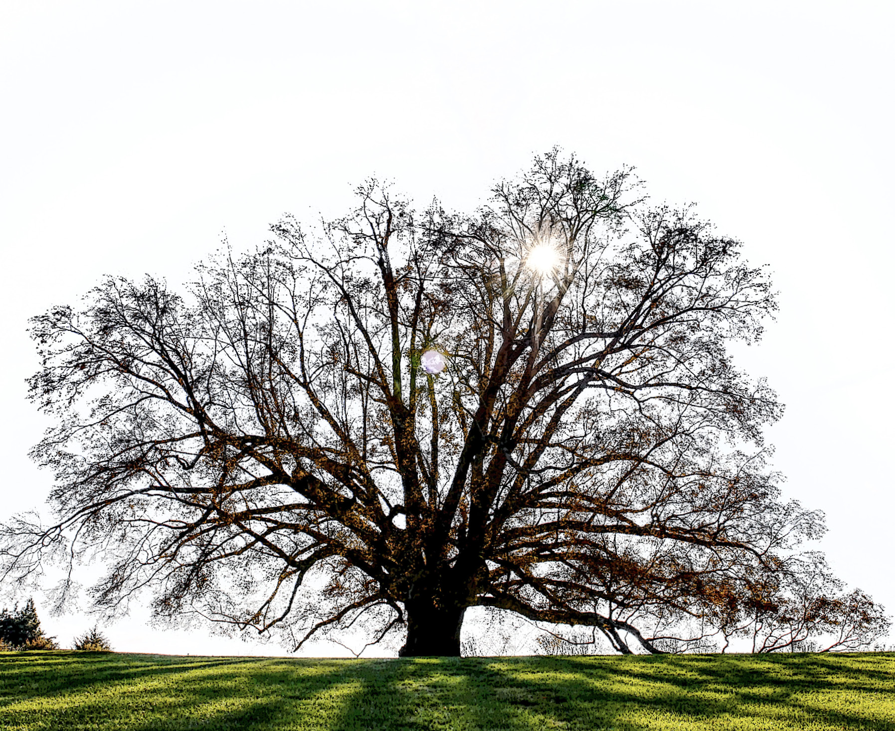 decorative image with a tree